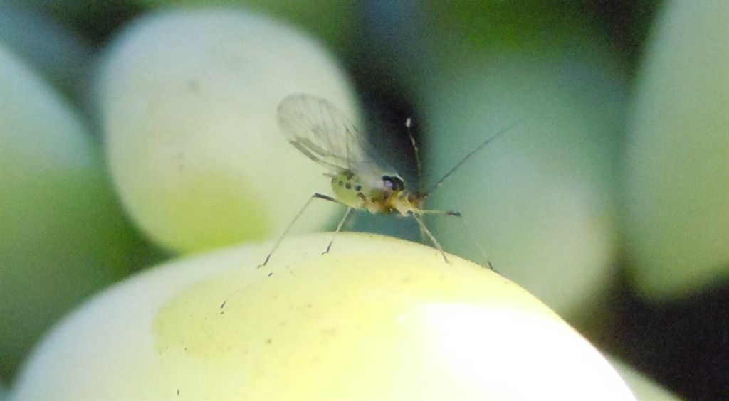 Afide alato - Hyperomyzus sp.